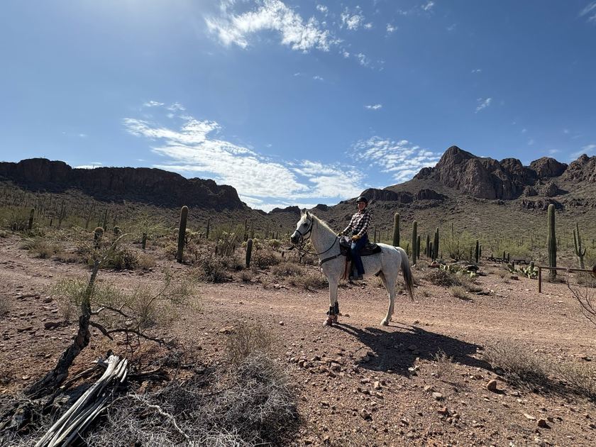 Ruiter op een schimmel tussen cactussen in Arizona