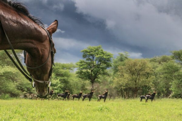 Paard in de savanne van Zimbabwe met giraffes op de achtergrond