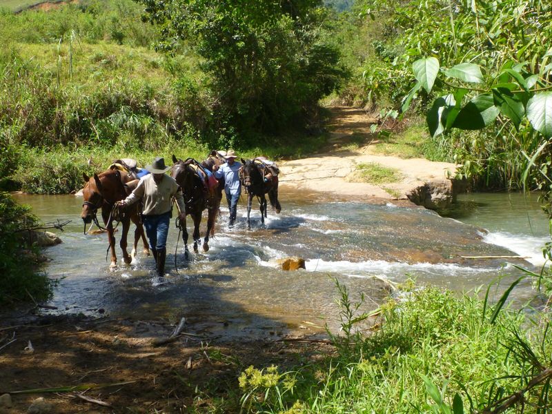 Paarden steken een rivier over