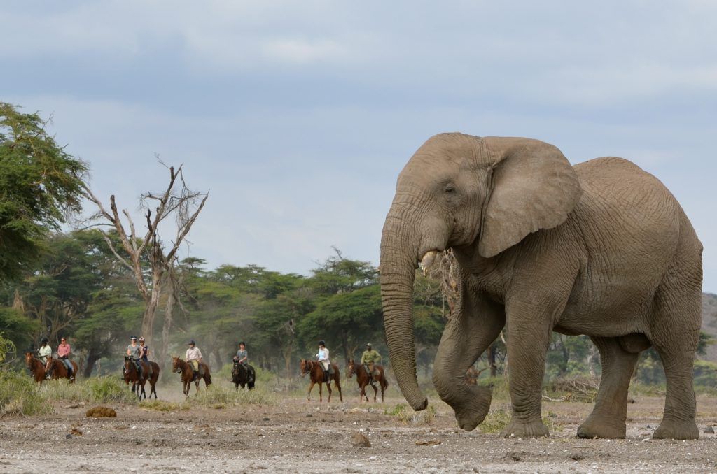 Paarden en olifant